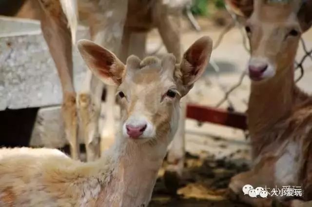 怀柔雁栖湖旅游攻略-怀柔雁栖湖有什么好玩的地方(图19) 怀柔雁栖湖旅游攻略_北京怀柔雁栖湖附近酒店_怀柔雁栖湖有什么好玩的地方