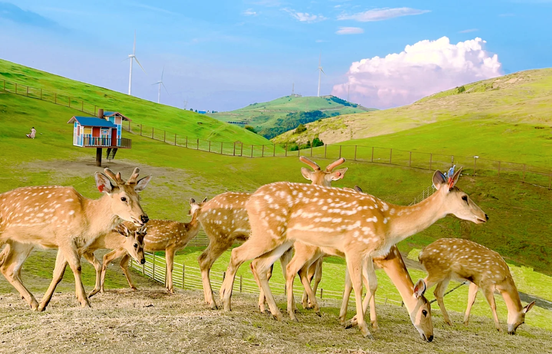郴州莽山怎么玩_郴州莽山旅游攻略自驾游_广州到郴州莽山,东江湖旅游攻略