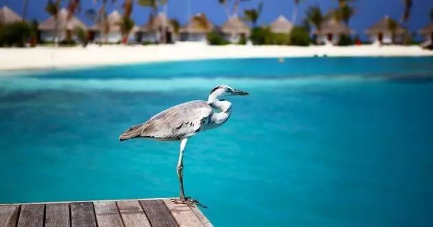 十一月马尔代夫旅游攻略-马尔代夫旅游游记(图36) 十一月马尔代夫旅游攻略_马尔代夫旅游项目_马尔代夫旅游游记