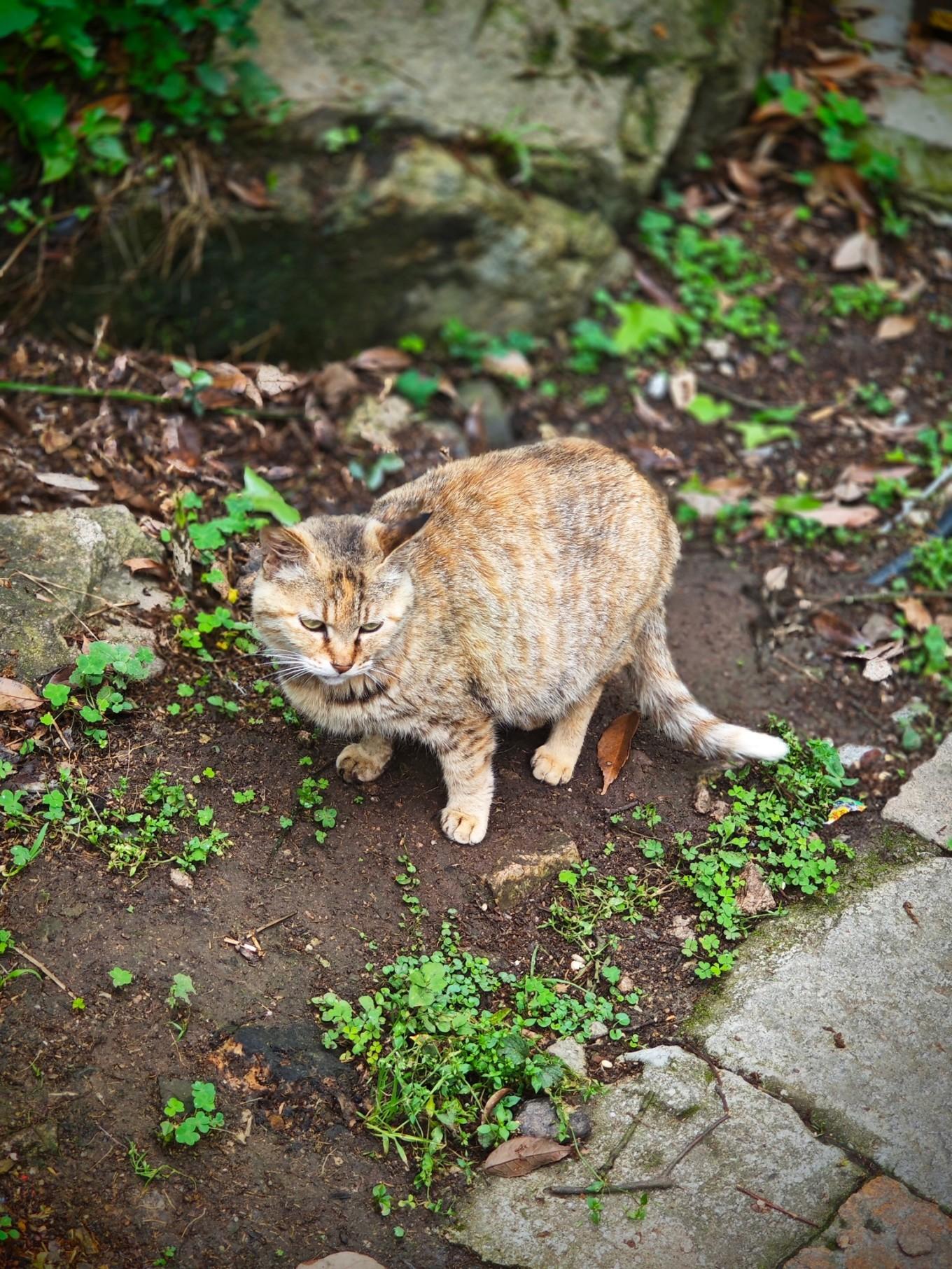 普陀山朱家尖_普陀山风景名胜区朱家尖地址_普陀山朱家尖旅游攻略