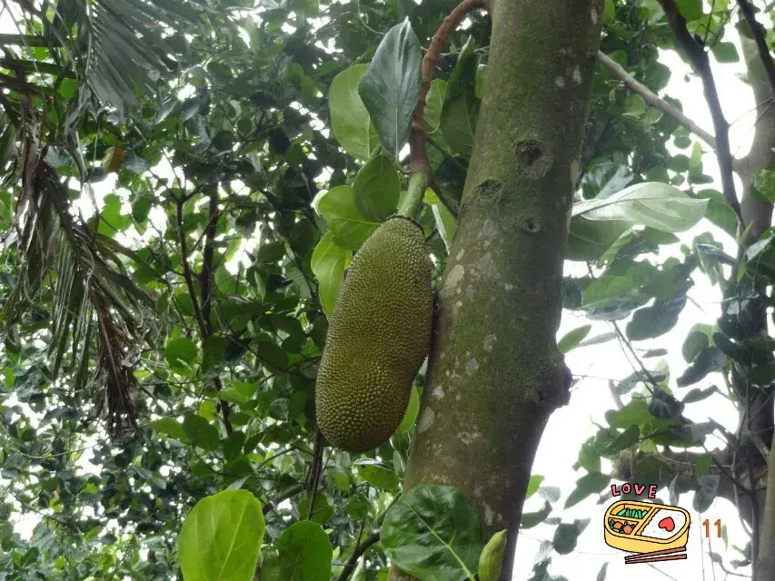 三亚三日游的最佳旅游路线_三亚三日旅游攻略自由行攻略_三亚三日游旅游攻略自由行