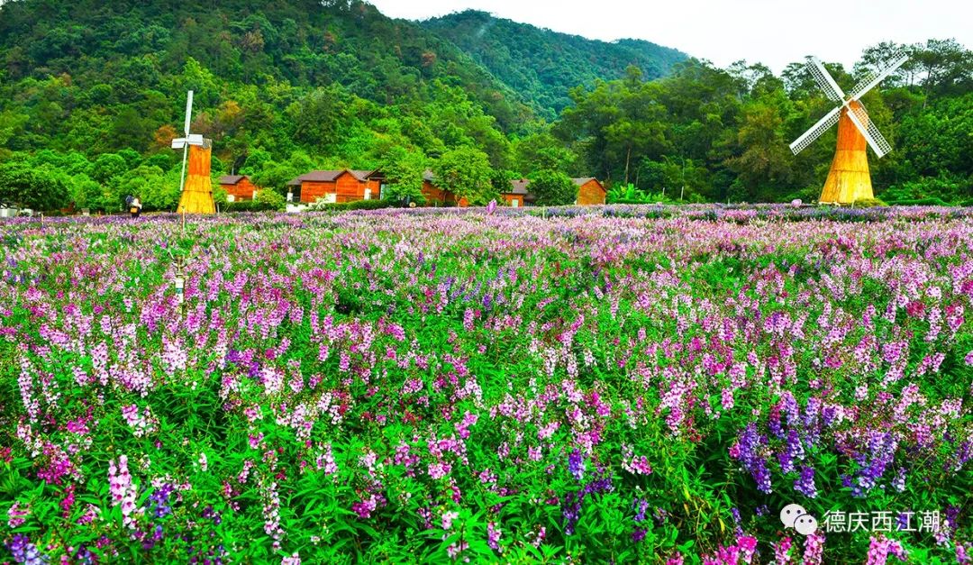 德庆盘龙峡谷风景区_德庆盘龙峡景区门票团购价格_德庆盘龙峡旅游攻略