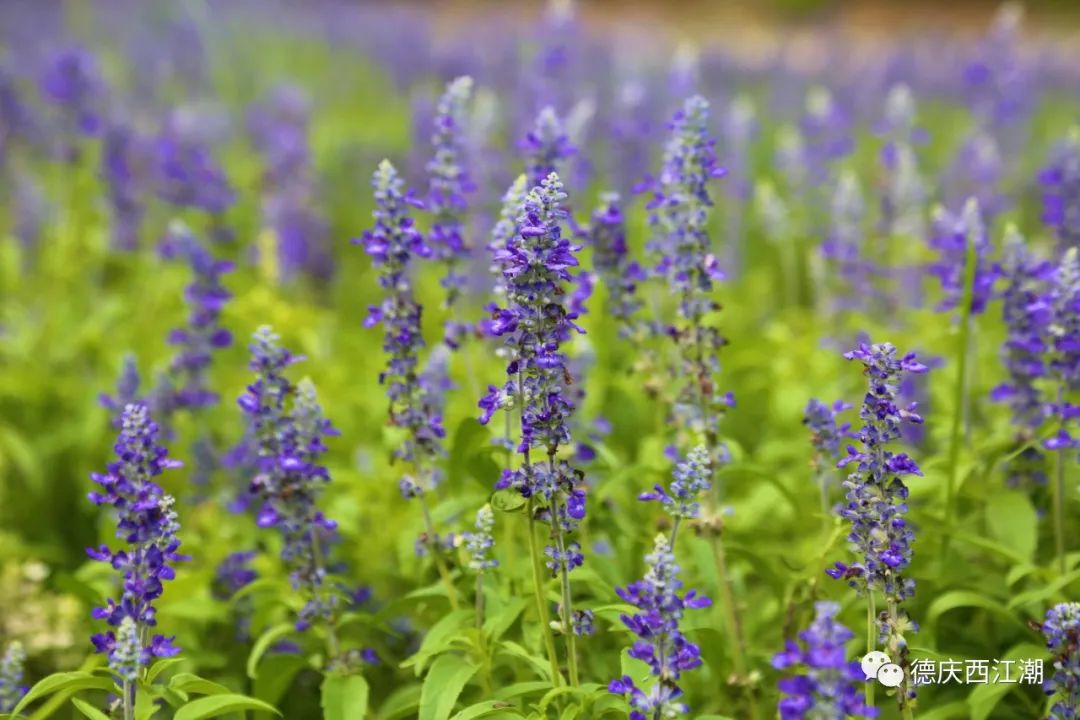 德庆盘龙峡谷风景区_德庆盘龙峡景区门票团购价格_德庆盘龙峡旅游攻略