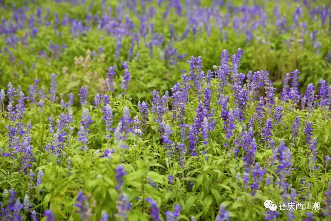 德庆盘龙峡旅游攻略_德庆盘龙峡谷风景区_德庆盘龙峡景区门票团购价格