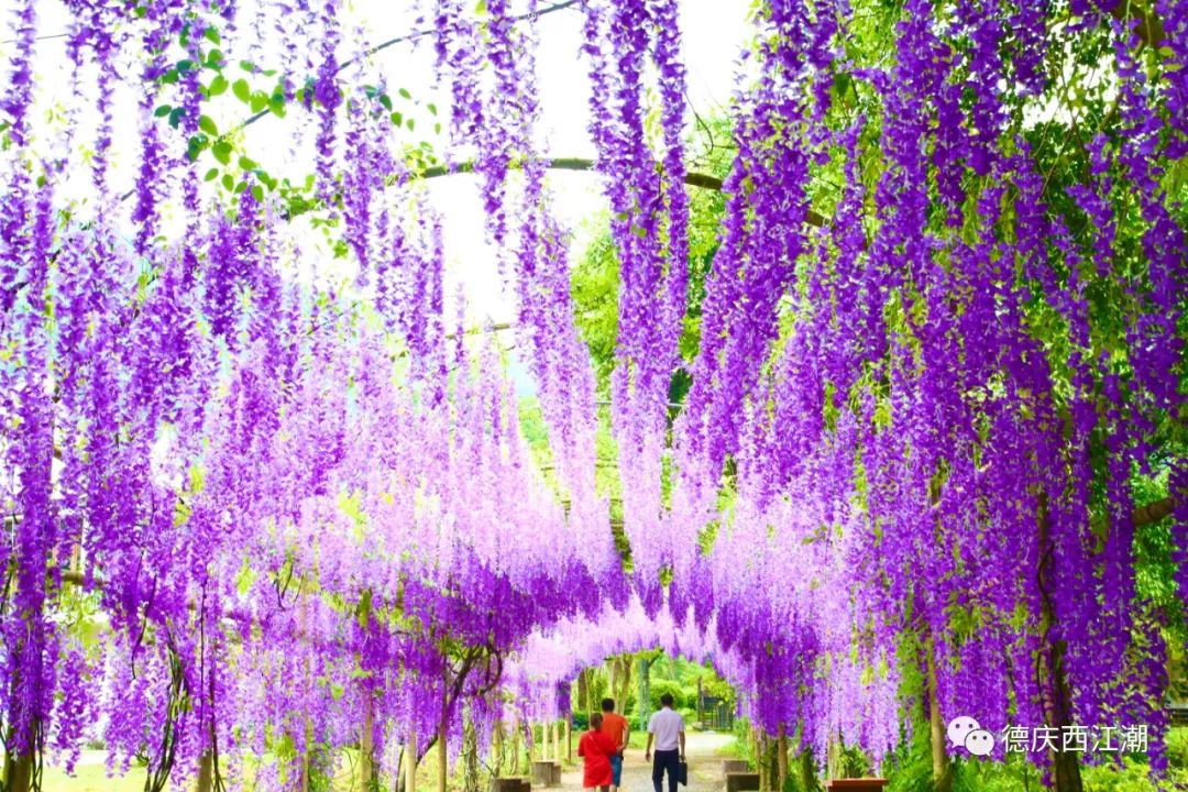 德庆盘龙峡旅游攻略_德庆盘龙峡谷风景区_德庆盘龙峡景区门票团购价格