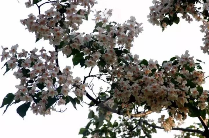 宜昌车溪旅游攻略_宜昌车溪游记_湖北宜昌车溪景区