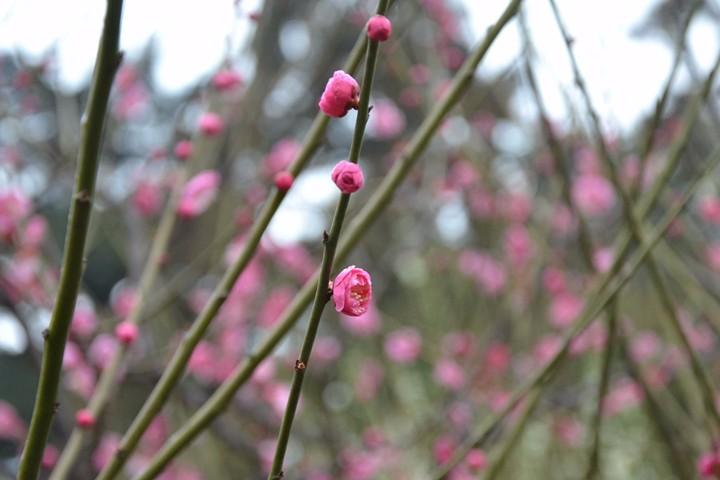 湖北宜昌车溪景区_宜昌车溪旅游攻略_宜昌车溪游记
