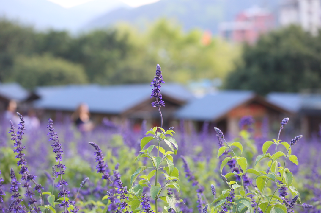 德庆盘龙峡景区门票团购价格_德庆盘龙峡旅游攻略_德庆盘龙峡好玩吗