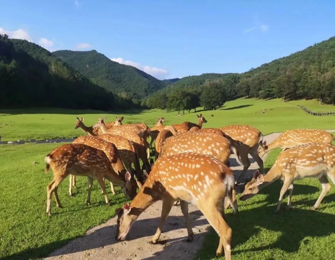 小兴安岭旅游攻略-兴安岭旅游(图15) 兴安岭旅游_小兴安岭旅游_小兴安岭旅游攻略