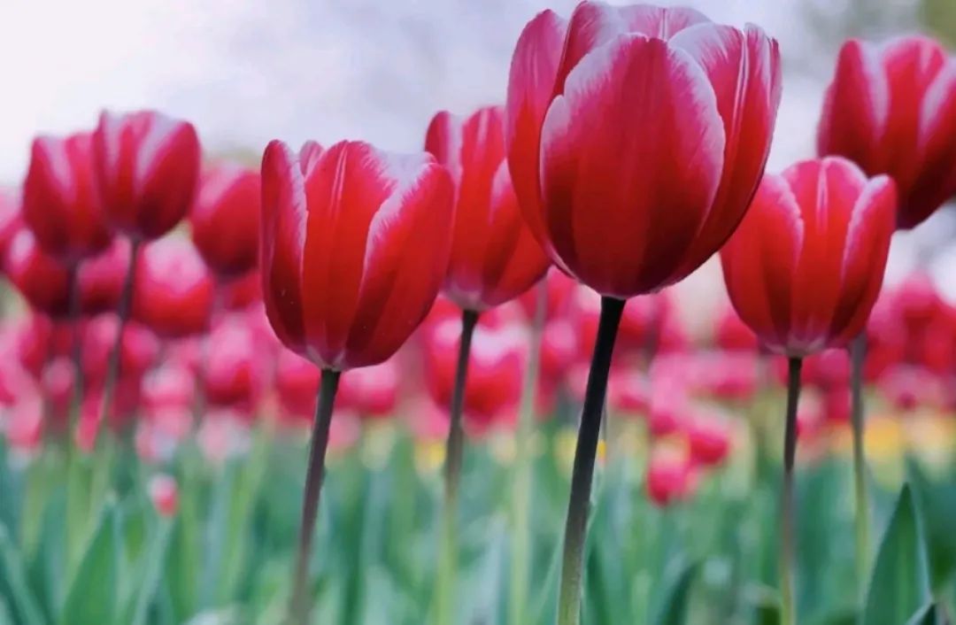 海宁旅游景点攻略_海宁旅游攻略_海宁攻略旅游景点大全