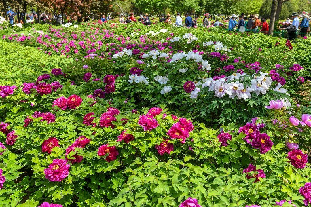 洛阳市内游玩攻略_洛阳市内旅游攻略_洛阳旅游去哪玩