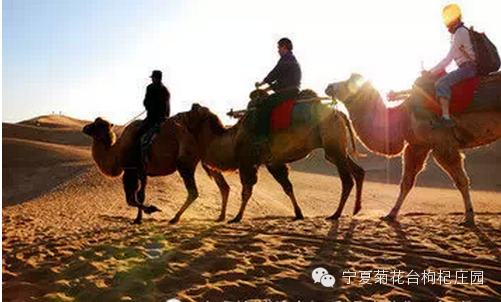 西安去沙坡头两日游_西安到沙坡头旅游攻略_西安去沙坡头游玩攻略