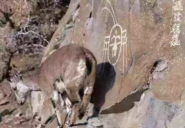 西安去沙坡头游玩攻略_西安到沙坡头旅游攻略_西安去沙坡头两日游