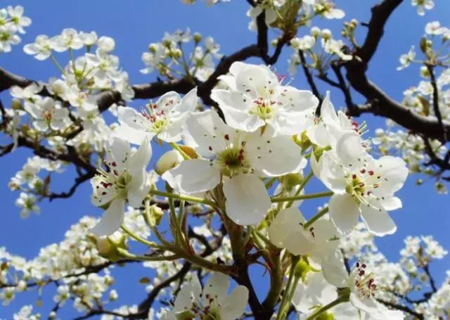 乐清芙蓉镇旅游攻略-乐清芙蓉镇有什么好玩的景点(图2) 乐清芙蓉镇有什么好玩的景点_乐清芙蓉镇旅游攻略_乐清芙蓉镇游玩攻略