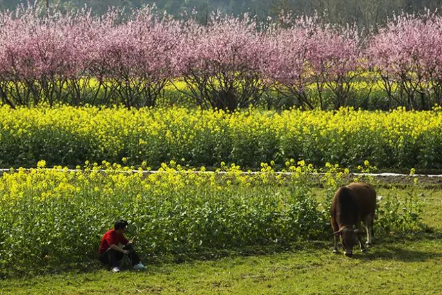 乐清芙蓉镇旅游攻略-乐清芙蓉镇有什么好玩的景点(图12) 乐清芙蓉镇游玩攻略_乐清芙蓉镇有什么好玩的景点_乐清芙蓉镇旅游攻略