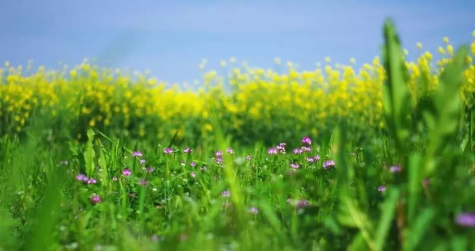 乐清芙蓉镇旅游攻略-乐清芙蓉镇有什么好玩的景点(图13) 乐清芙蓉镇游玩攻略_乐清芙蓉镇有什么好玩的景点_乐清芙蓉镇旅游攻略
