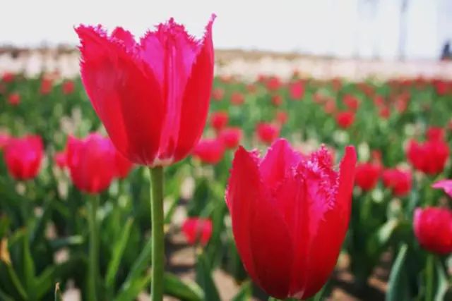 乐清芙蓉镇旅游攻略-乐清芙蓉镇有什么好玩的景点(图17) 乐清芙蓉镇旅游攻略_乐清芙蓉镇游玩攻略_乐清芙蓉镇有什么好玩的景点