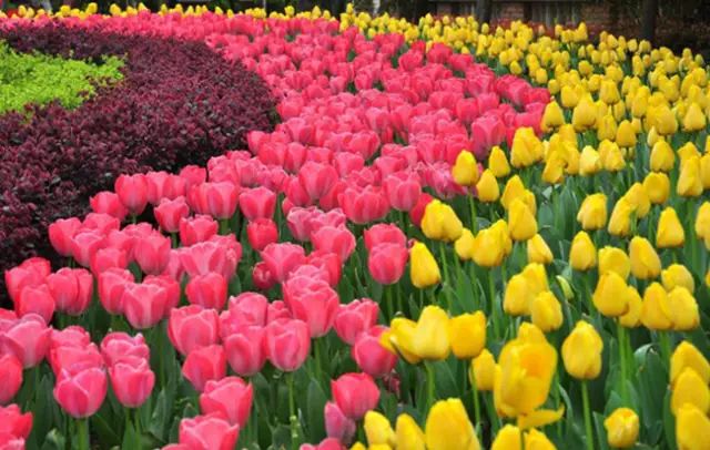 乐清芙蓉镇旅游攻略-乐清芙蓉镇有什么好玩的景点(图18) 乐清芙蓉镇有什么好玩的景点_乐清芙蓉镇旅游攻略_乐清芙蓉镇游玩攻略