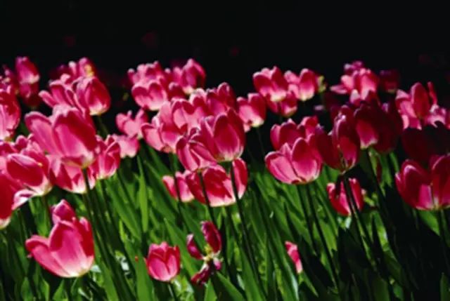 乐清芙蓉镇旅游攻略-乐清芙蓉镇有什么好玩的景点(图19) 乐清芙蓉镇旅游攻略_乐清芙蓉镇游玩攻略_乐清芙蓉镇有什么好玩的景点