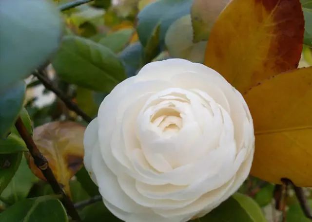 乐清芙蓉镇旅游攻略-乐清芙蓉镇有什么好玩的景点(图3) 乐清芙蓉镇游玩攻略_乐清芙蓉镇旅游攻略_乐清芙蓉镇有什么好玩的景点