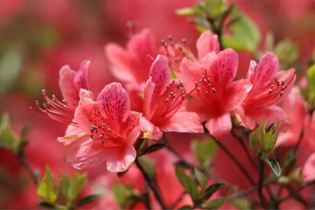 乐清芙蓉镇旅游攻略-乐清芙蓉镇有什么好玩的景点(图22) 乐清芙蓉镇游玩攻略_乐清芙蓉镇有什么好玩的景点_乐清芙蓉镇旅游攻略