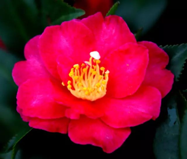 乐清芙蓉镇旅游攻略-乐清芙蓉镇有什么好玩的景点(图4) 乐清芙蓉镇有什么好玩的景点_乐清芙蓉镇旅游攻略_乐清芙蓉镇游玩攻略