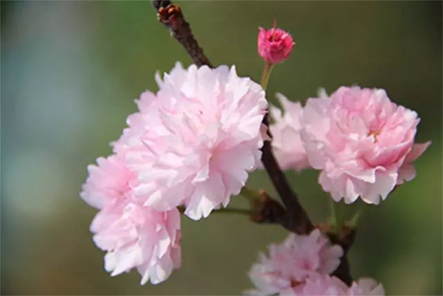 乐清芙蓉镇旅游攻略-乐清芙蓉镇有什么好玩的景点(图6) 乐清芙蓉镇有什么好玩的景点_乐清芙蓉镇旅游攻略_乐清芙蓉镇游玩攻略