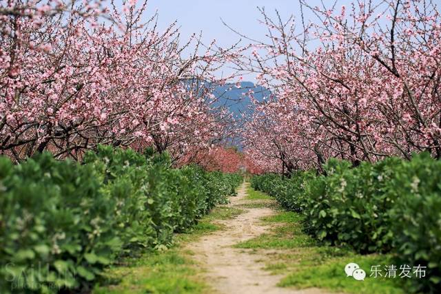 乐清芙蓉镇旅游攻略-乐清芙蓉镇有什么好玩的景点(图9) 乐清芙蓉镇旅游攻略_乐清芙蓉镇有什么好玩的景点_乐清芙蓉镇游玩攻略