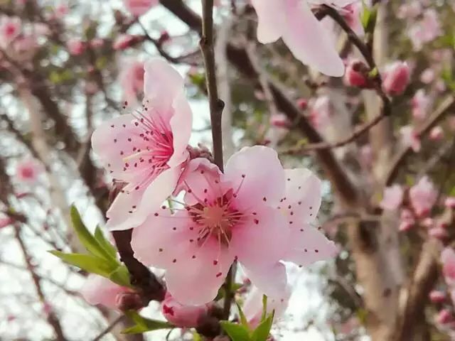乐清芙蓉镇旅游攻略-乐清芙蓉镇有什么好玩的景点(图10) 乐清芙蓉镇有什么好玩的景点_乐清芙蓉镇游玩攻略_乐清芙蓉镇旅游攻略