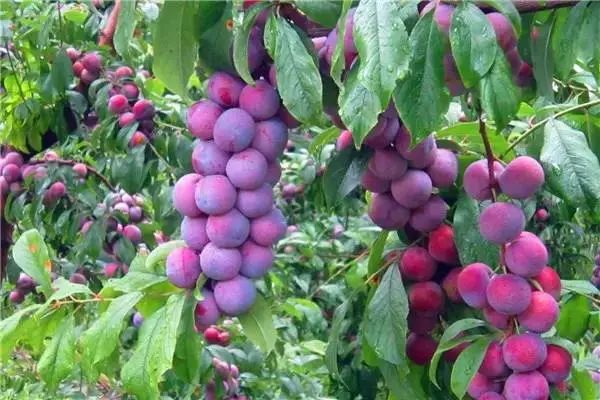 青城山都江堰旅游攻略-都江堰青城山旅游官网(图35) 都江堰青城山旅游官网_都江堰青城山旅游攻略一日游_青城山都江堰旅游攻略