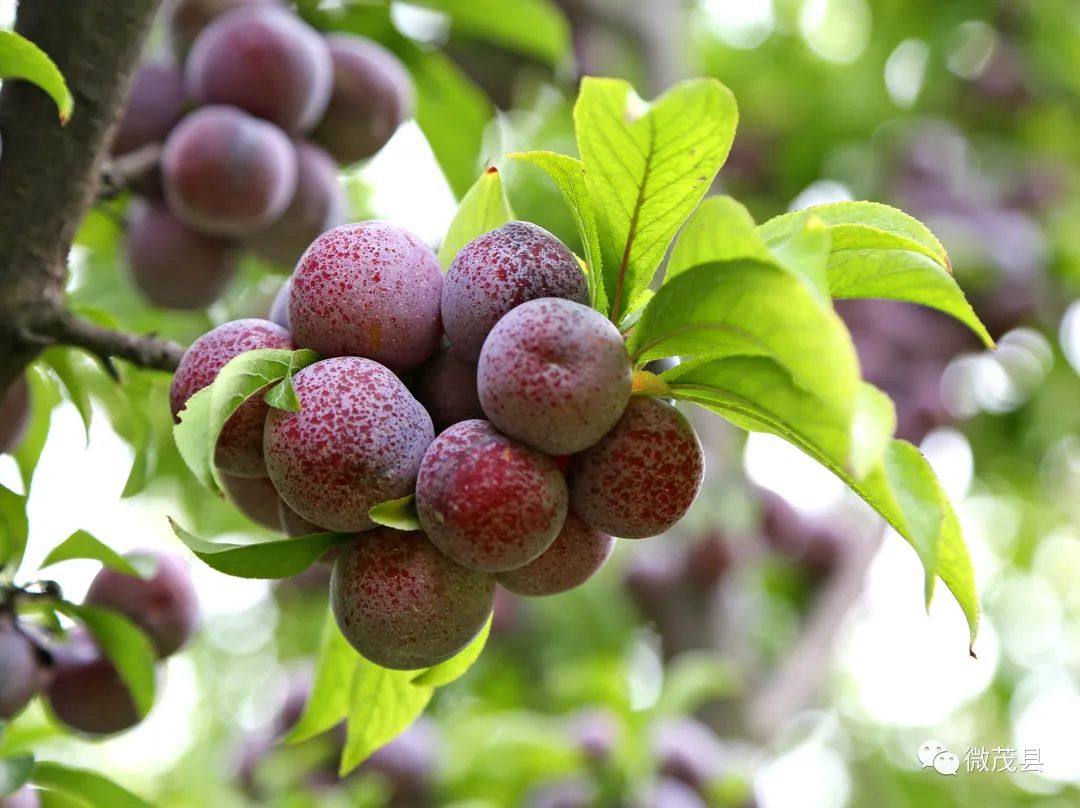 青城山都江堰旅游攻略-都江堰青城山旅游官网(图44) 都江堰青城山旅游官网_都江堰青城山旅游攻略一日游_青城山都江堰旅游攻略