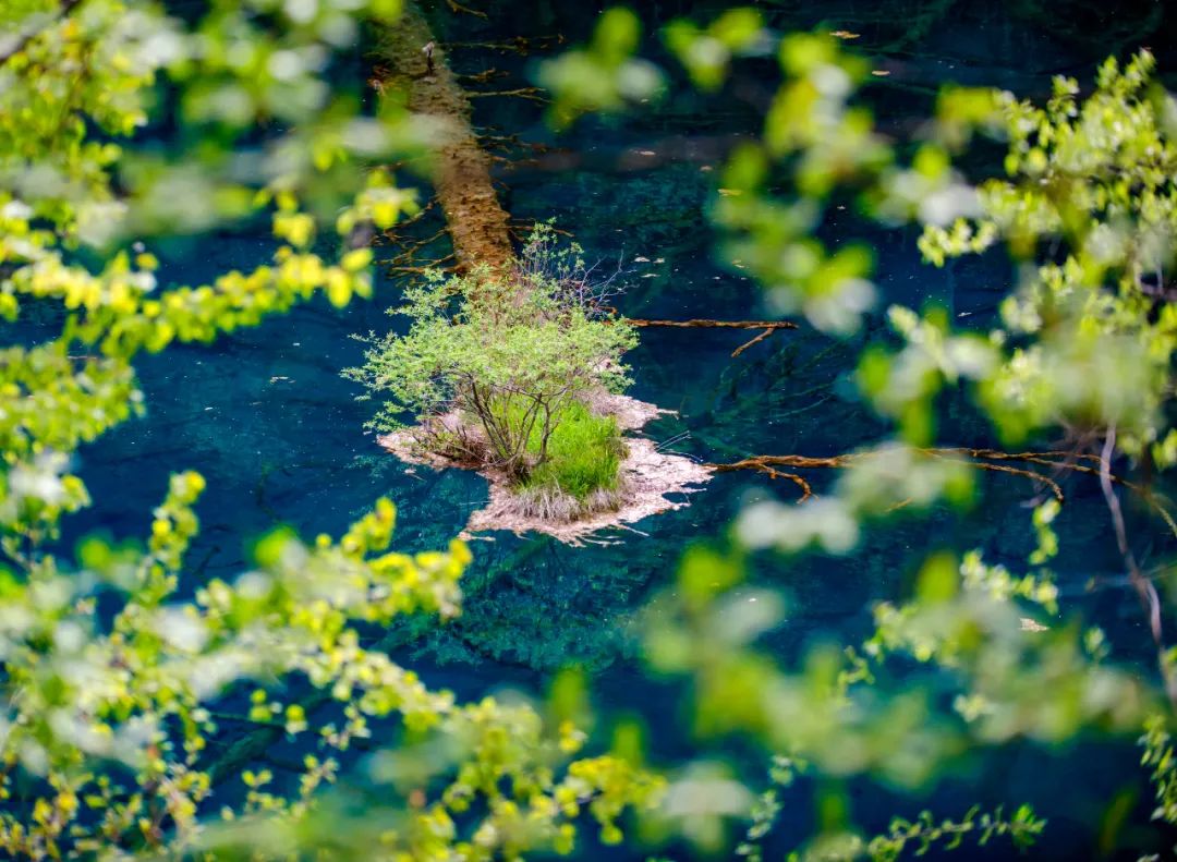 青城山都江堰旅游攻略-都江堰青城山旅游官网(图73) 都江堰青城山旅游官网_青城山都江堰旅游攻略_都江堰青城山旅游攻略一日游