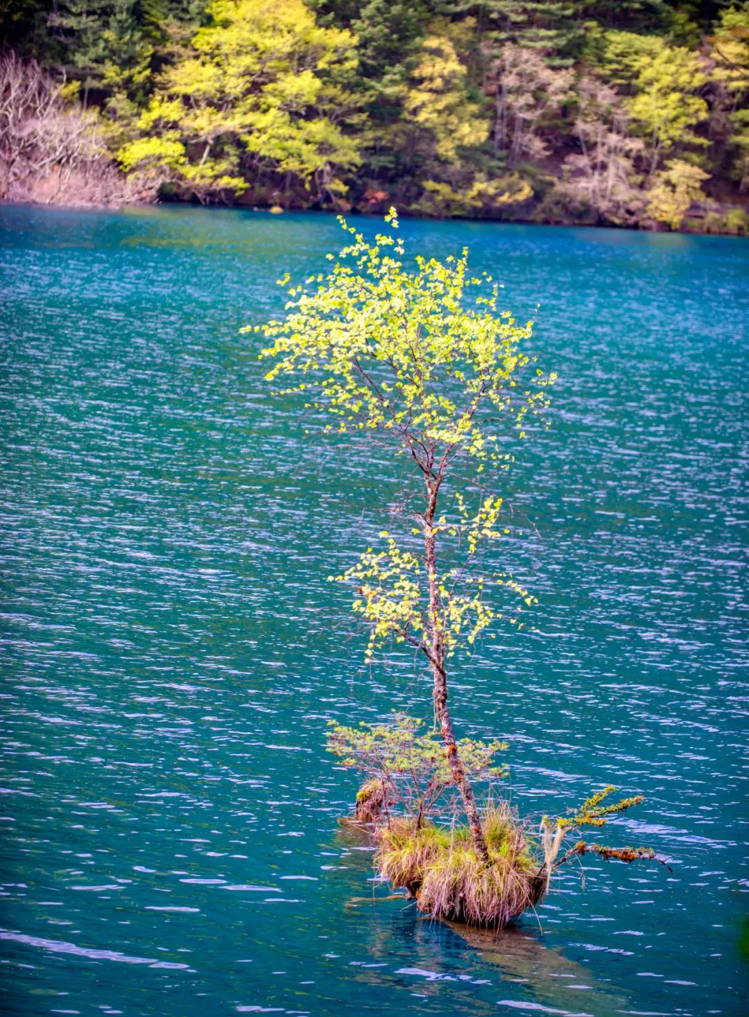 青城山都江堰旅游攻略-都江堰青城山旅游官网(图75) 都江堰青城山旅游官网_青城山都江堰旅游攻略_都江堰青城山旅游攻略一日游