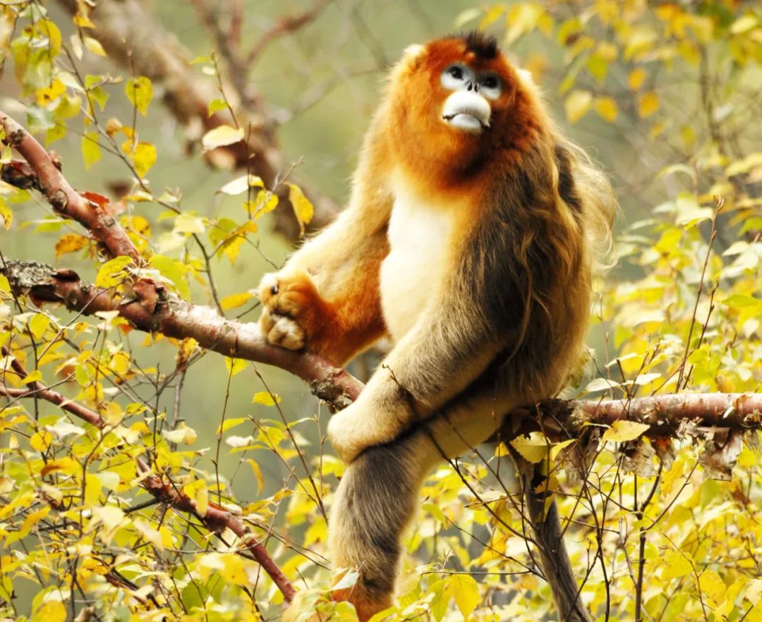 青城山都江堰旅游攻略-都江堰青城山旅游官网(图90) 青城山都江堰旅游攻略_都江堰青城山旅游官网_都江堰青城山旅游攻略一日游