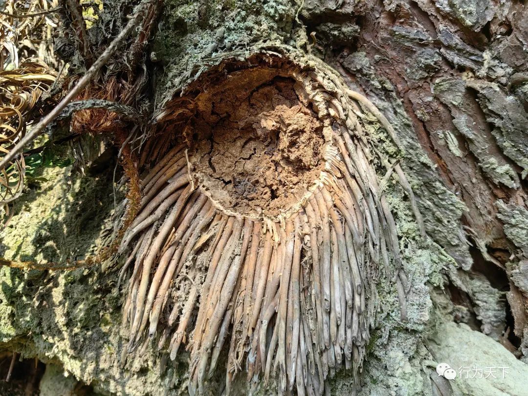 广西龙胜梯田旅游攻略-广西龙胜梯田景区门票(图101) 广西龙胜梯田景区门票_广西龙胜梯田景区民宿_广西龙胜梯田旅游攻略