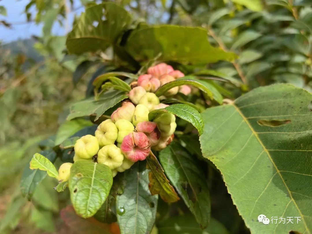广西龙胜梯田旅游攻略-广西龙胜梯田景区门票(图18) 广西龙胜梯田旅游攻略_广西龙胜梯田景区门票_广西龙胜梯田景区民宿