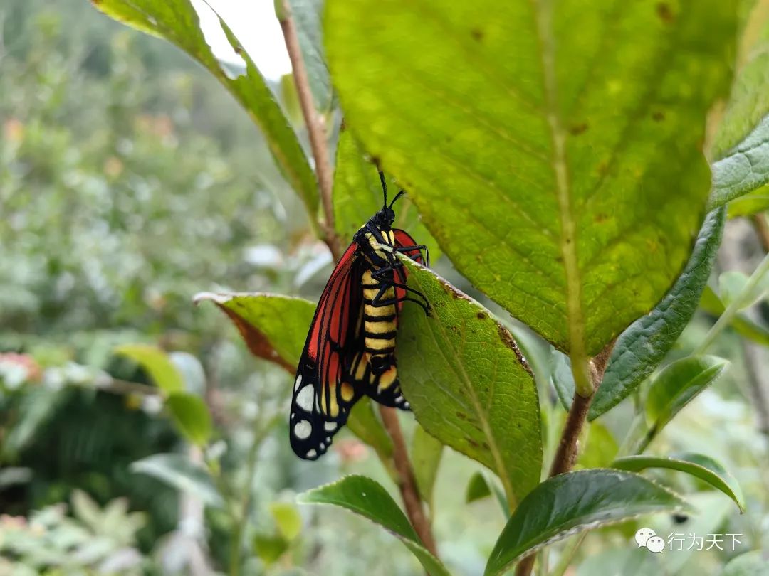 广西龙胜梯田旅游攻略-广西龙胜梯田景区门票(图21) 广西龙胜梯田景区门票_广西龙胜梯田旅游攻略_广西龙胜梯田景区民宿
