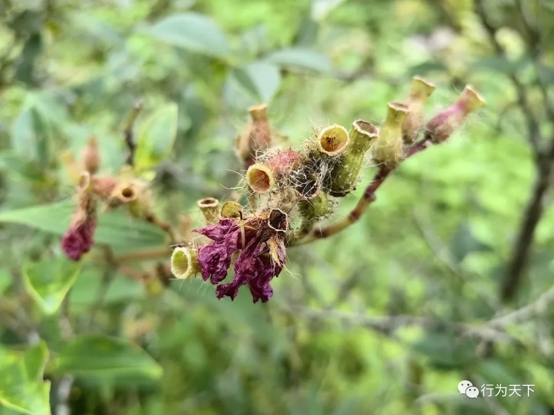 广西龙胜梯田旅游攻略-广西龙胜梯田景区门票(图22) 广西龙胜梯田旅游攻略_广西龙胜梯田景区民宿_广西龙胜梯田景区门票