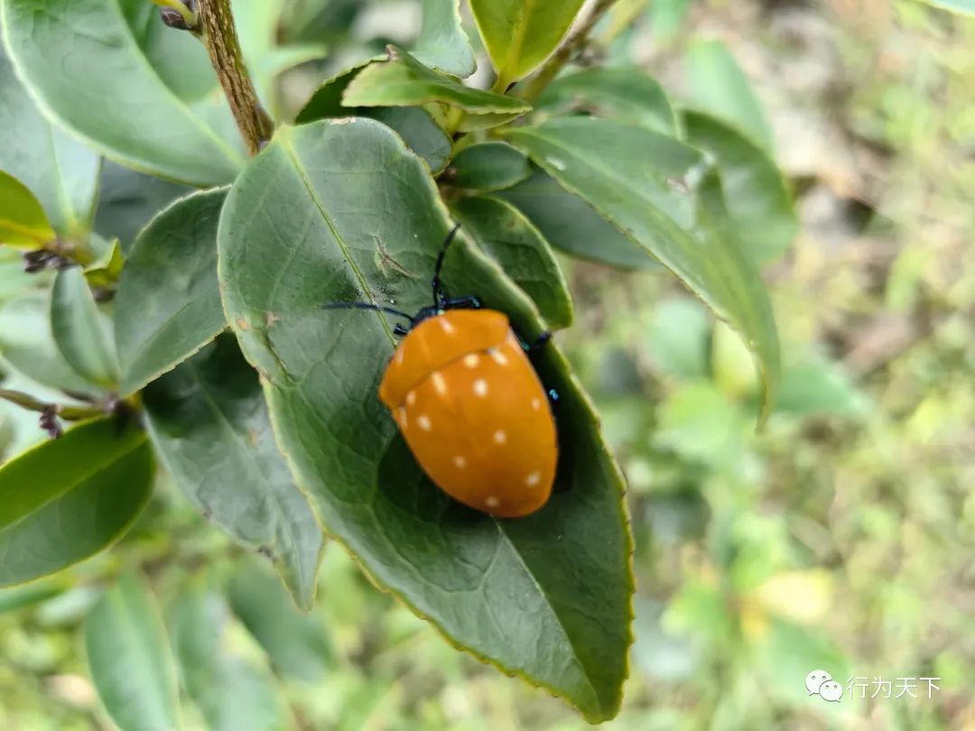 广西龙胜梯田旅游攻略-广西龙胜梯田景区门票(图23) 广西龙胜梯田旅游攻略_广西龙胜梯田景区民宿_广西龙胜梯田景区门票