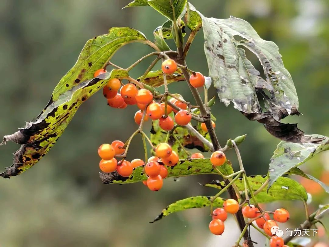 广西龙胜梯田旅游攻略-广西龙胜梯田景区门票(图24) 广西龙胜梯田旅游攻略_广西龙胜梯田景区门票_广西龙胜梯田景区民宿