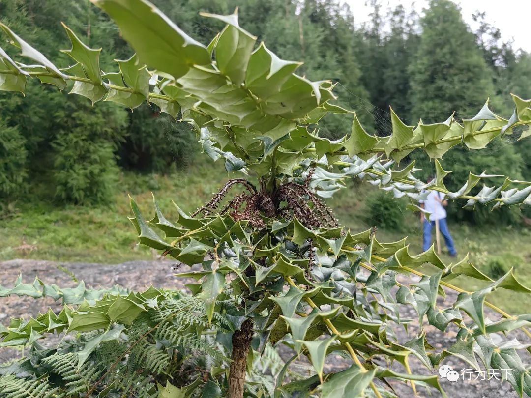 广西龙胜梯田旅游攻略-广西龙胜梯田景区门票(图29) 广西龙胜梯田旅游攻略_广西龙胜梯田景区门票_广西龙胜梯田景区民宿