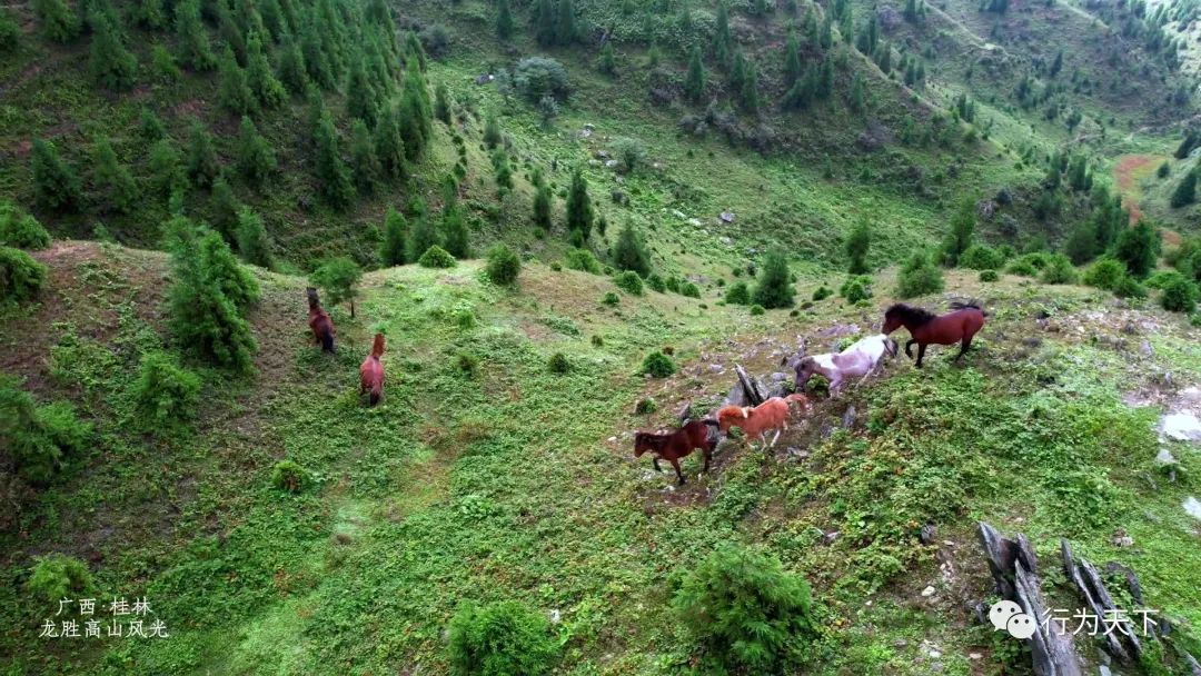 广西龙胜梯田旅游攻略-广西龙胜梯田景区门票(图35) 广西龙胜梯田景区民宿_广西龙胜梯田景区门票_广西龙胜梯田旅游攻略