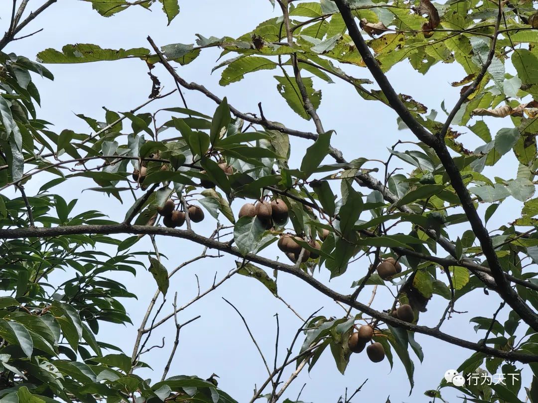 广西龙胜梯田旅游攻略-广西龙胜梯田景区门票(图44) 广西龙胜梯田旅游攻略_广西龙胜梯田景区民宿_广西龙胜梯田景区门票