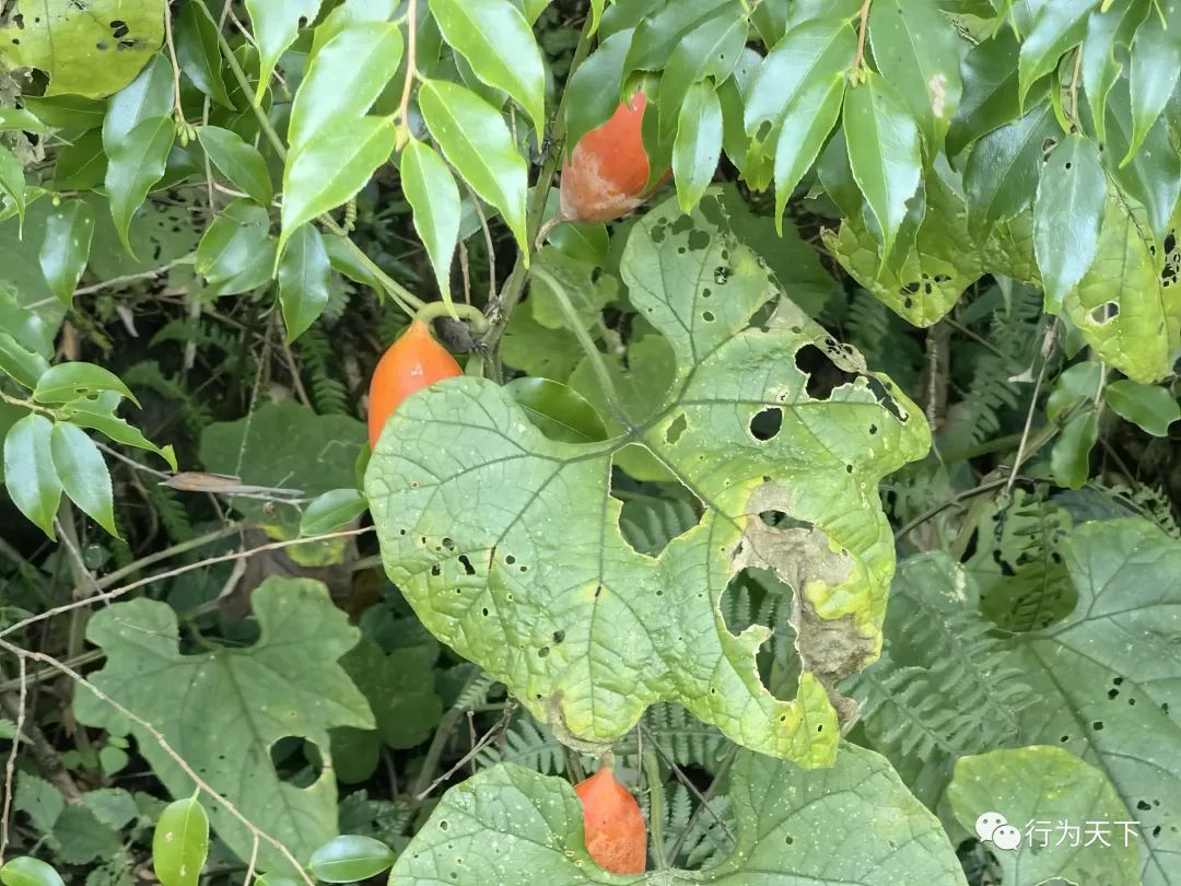 广西龙胜梯田旅游攻略-广西龙胜梯田景区门票(图45) 广西龙胜梯田旅游攻略_广西龙胜梯田景区民宿_广西龙胜梯田景区门票