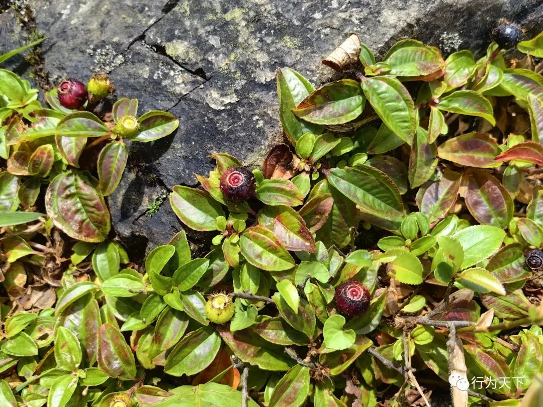 广西龙胜梯田旅游攻略-广西龙胜梯田景区门票(图48) 广西龙胜梯田旅游攻略_广西龙胜梯田景区门票_广西龙胜梯田景区民宿