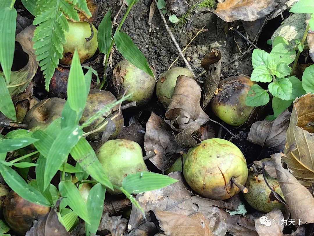 广西龙胜梯田旅游攻略-广西龙胜梯田景区门票(图76) 广西龙胜梯田旅游攻略_广西龙胜梯田景区民宿_广西龙胜梯田景区门票