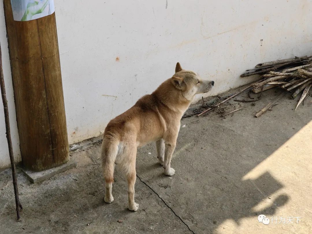 广西龙胜梯田旅游攻略-广西龙胜梯田景区门票(图78) 广西龙胜梯田旅游攻略_广西龙胜梯田景区门票_广西龙胜梯田景区民宿