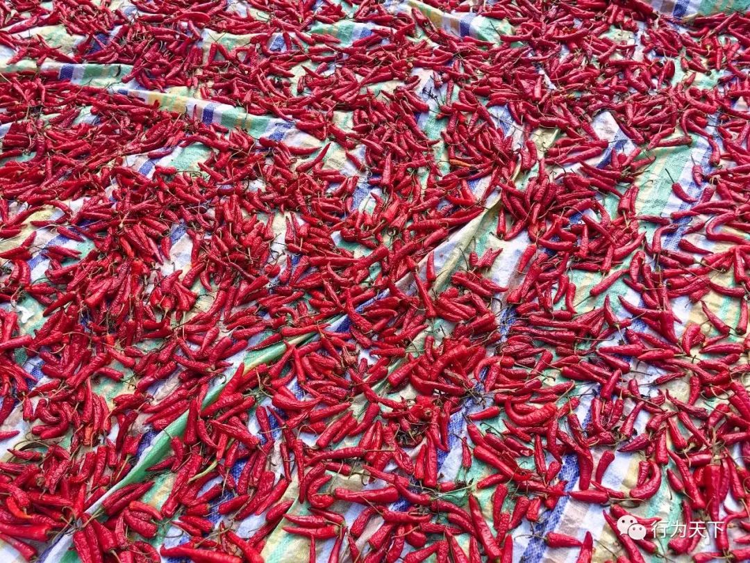 广西龙胜梯田旅游攻略-广西龙胜梯田景区门票(图80) 广西龙胜梯田旅游攻略_广西龙胜梯田景区门票_广西龙胜梯田景区民宿