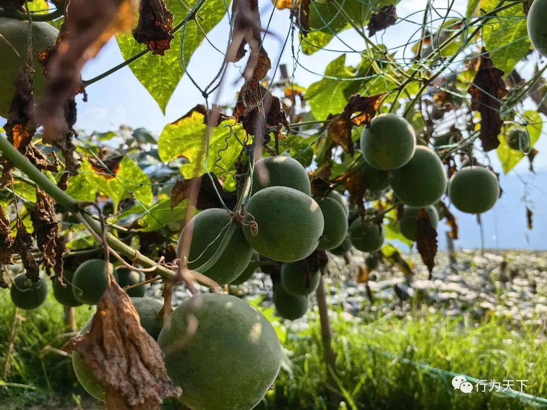 广西龙胜梯田旅游攻略-广西龙胜梯田景区门票(图93) 广西龙胜梯田景区门票_广西龙胜梯田旅游攻略_广西龙胜梯田景区民宿