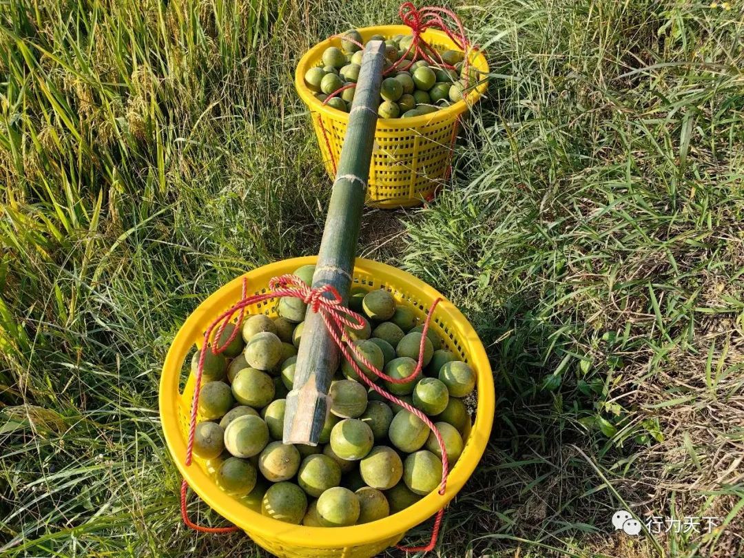 广西龙胜梯田旅游攻略-广西龙胜梯田景区门票(图97) 广西龙胜梯田景区民宿_广西龙胜梯田景区门票_广西龙胜梯田旅游攻略
